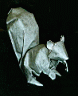 ecureuil.jpg