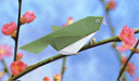 oiseau.jpg