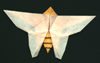 papillon.gif