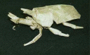 scarabee.jpg